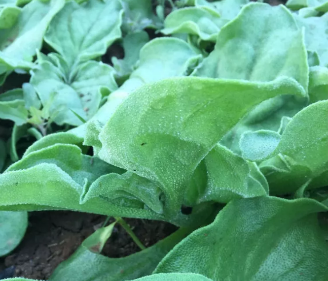 微信截图_20180213092155