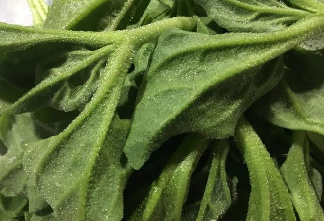 微信截图_20180213092239