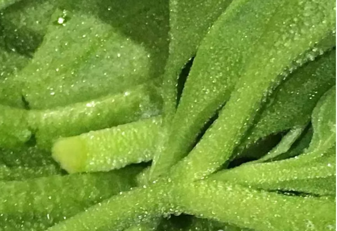 微信截图_20180213092302