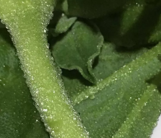 微信截图_20180213092322