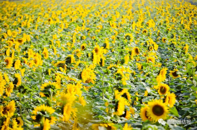 QQ截图20180307153737