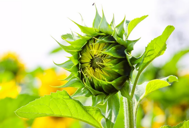 QQ截图20180307153814