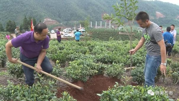 20180626芒市开展2018年党政军民义务植树活动2