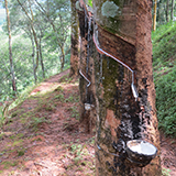 遮放农场缩略图