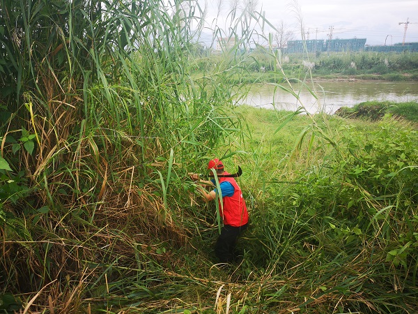 2020年10月23日，到芒市大河清理整治河道3