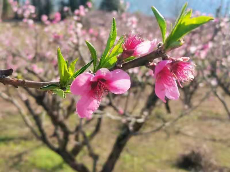 84785f76f11e64026d51e19ff7fe4d2