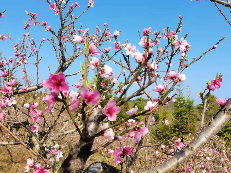 da39198422f55ec7a6aede71be740df