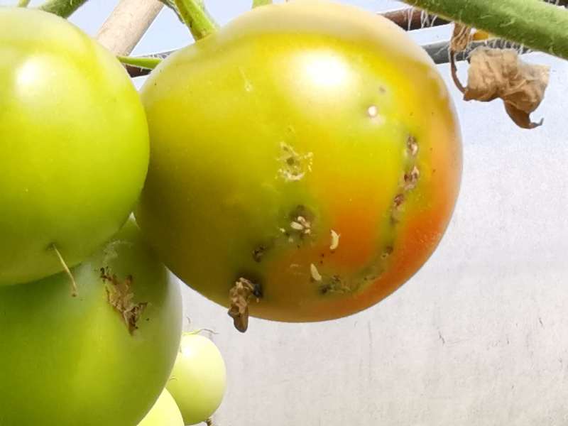 潜麦蛾危害番茄果实