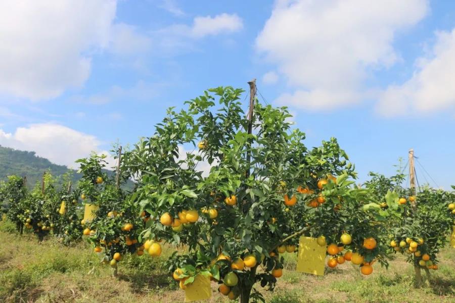 微信图片_20201005112436