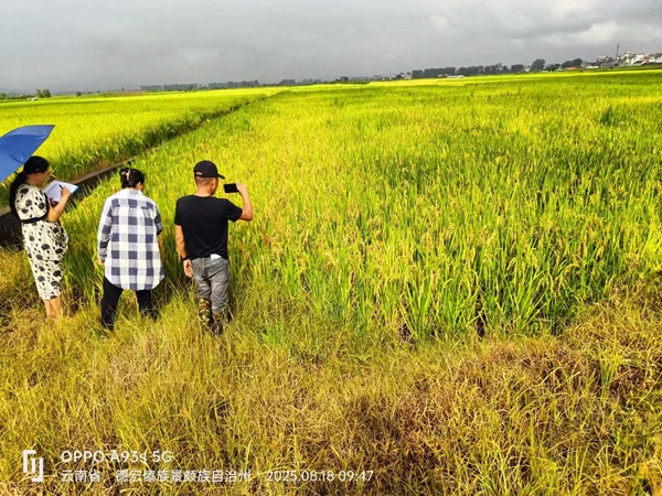 综合保障和技术服务中心到风平辖区核实水稻病害情况