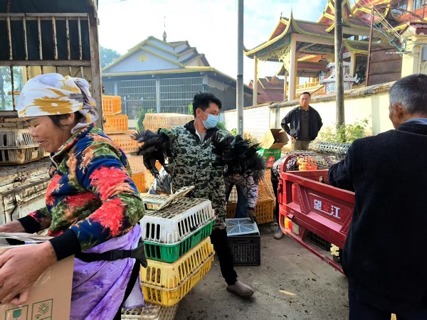12.17党群服务中心配合芒市残联到帕底村弄转村民小组开展2025残疾人技能劳动技术五黑鸡养殖鸡苗发放工作
