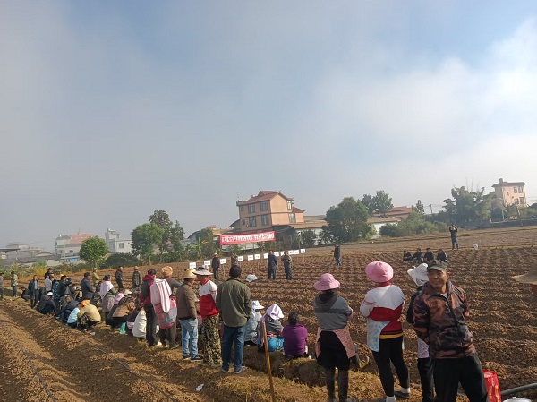 12.16风平镇召开2026年烤烟移栽现场培训会