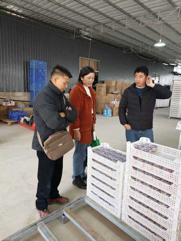 1.6镇社会保障技术和服务中心开展蓝莓生产质量安全宣传与抽检