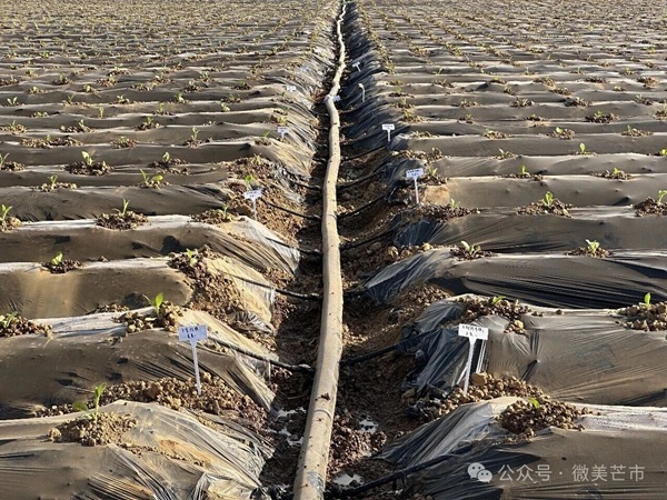 2c8edf3aef496282bbb2cdd2c359d1a5